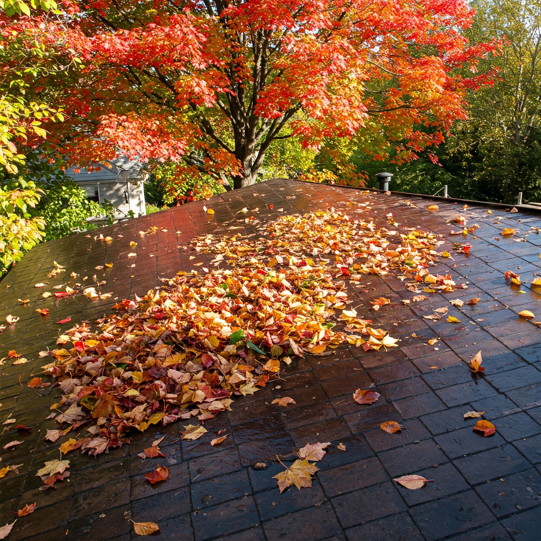 Roof Cleaning