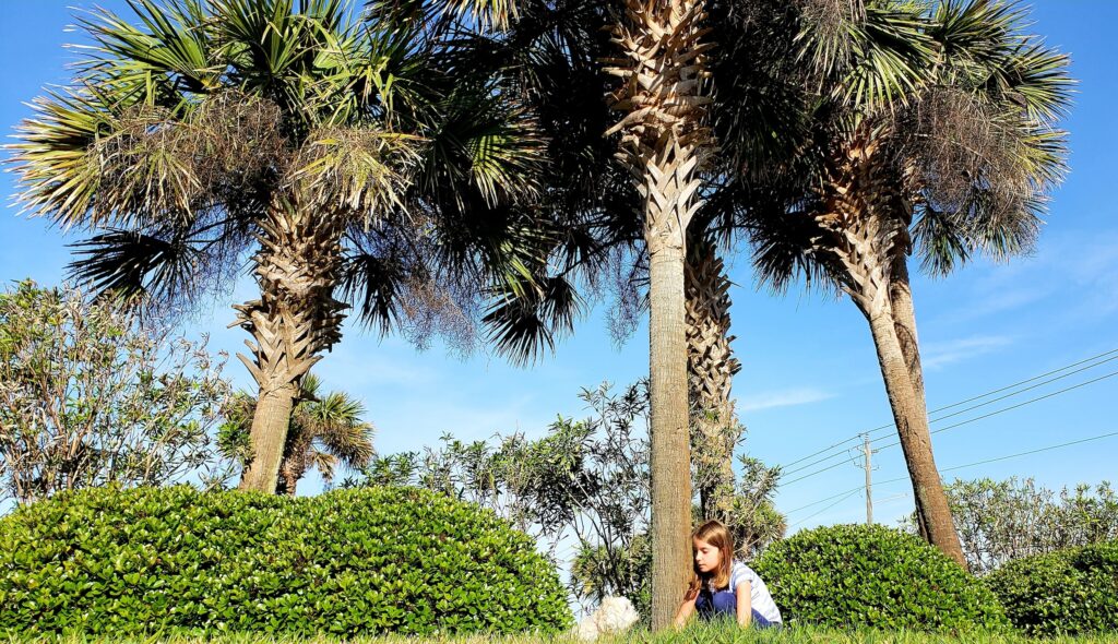 Why Tree Removal Services in Jupiter, FL Are Essential for Healthy Landscapes