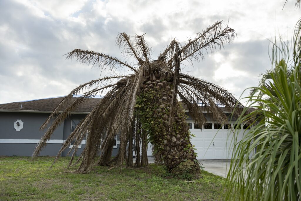 Signs Your Tree Needs to Be Removed: A Jupiter Homeowner’s Guide
